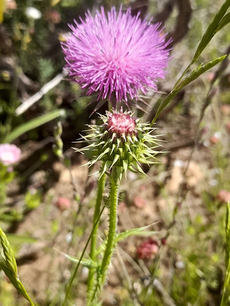 Carduus nigrescens subsp. nigrescens photo 3