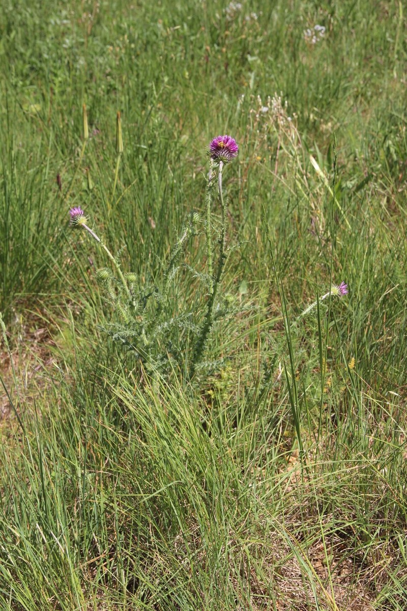 Carduus nigrescens subsp. vivariensis photo 2