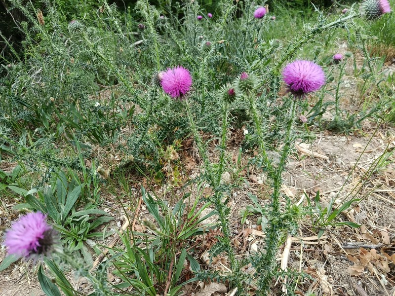 Carduus nigrescens subsp. vivariensis photo 3
