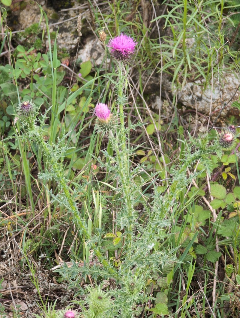 Carduus nigrescens subsp. vivariensis photo 4