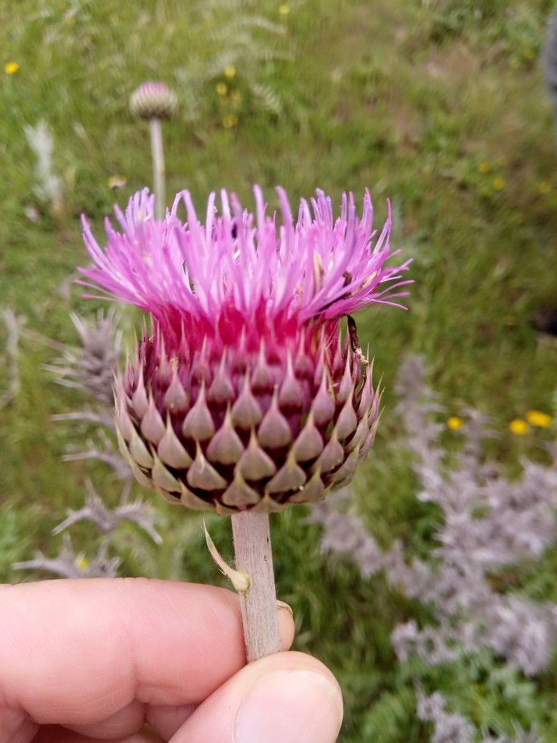 Carduus numidicus