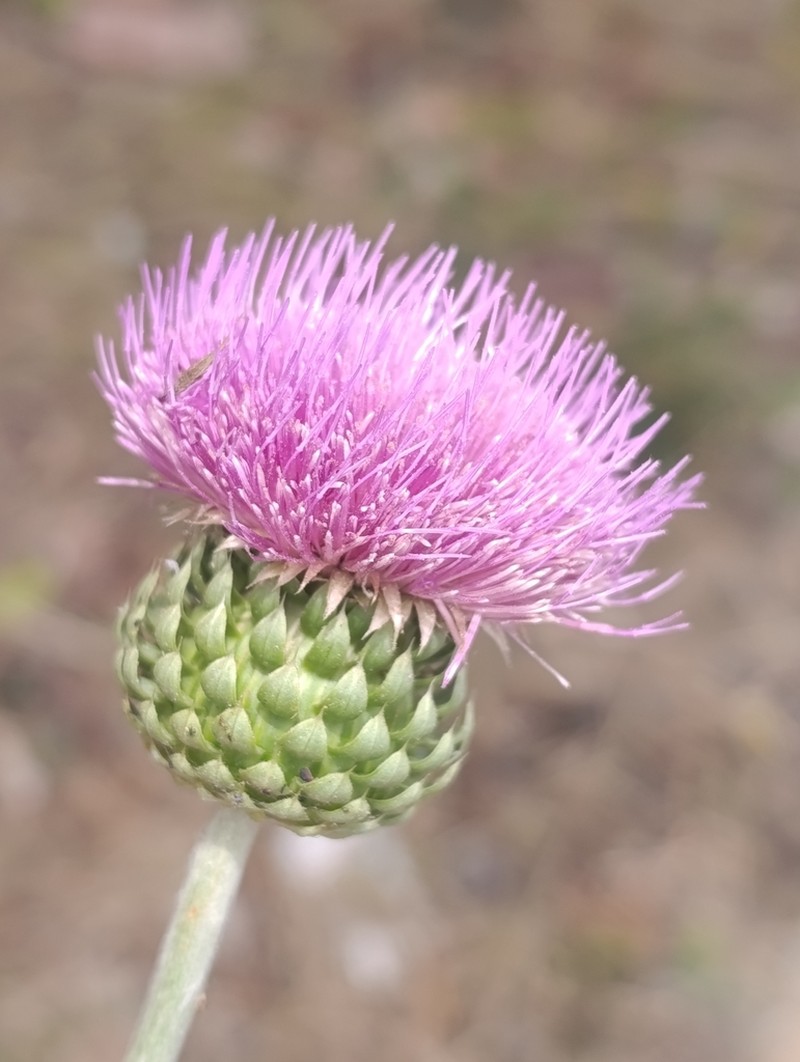 Carduus numidicus photo 5