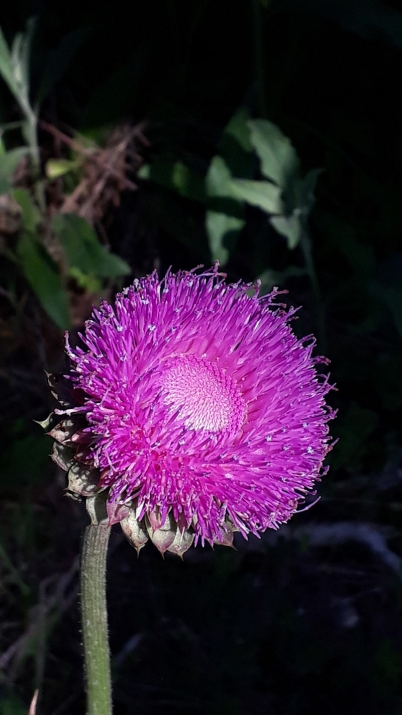 Carduus numidicus photo 6