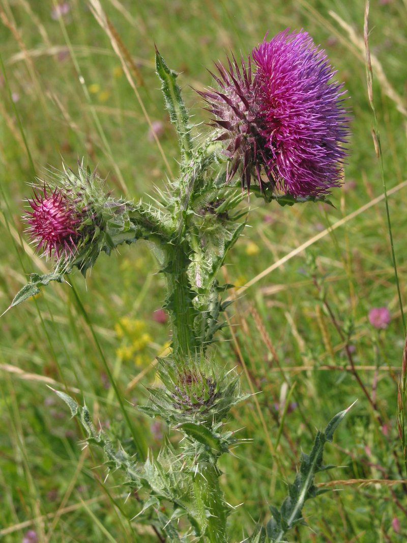 Nodding Plumeless Thistle photo 2