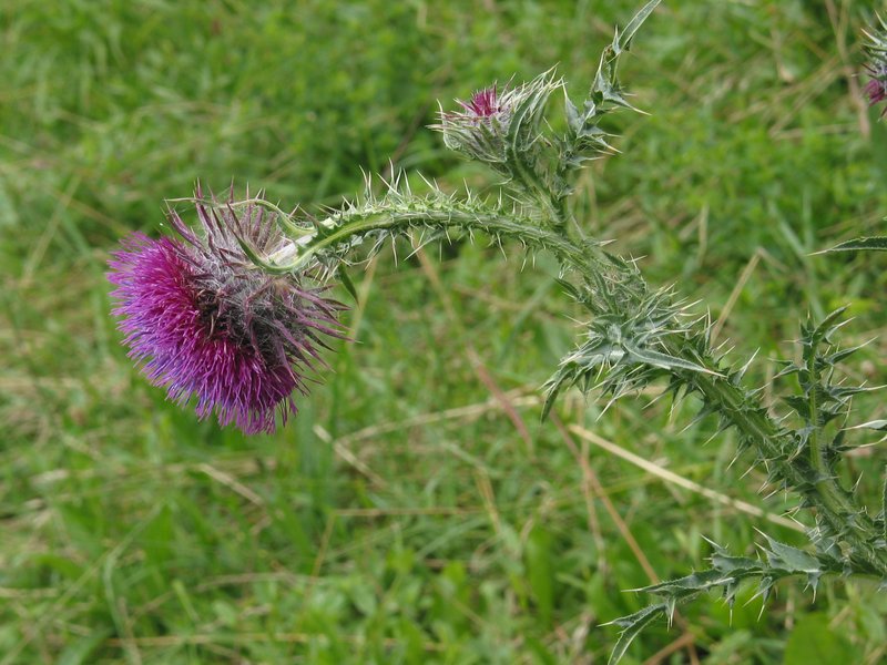 Nodding Plumeless Thistle photo 3