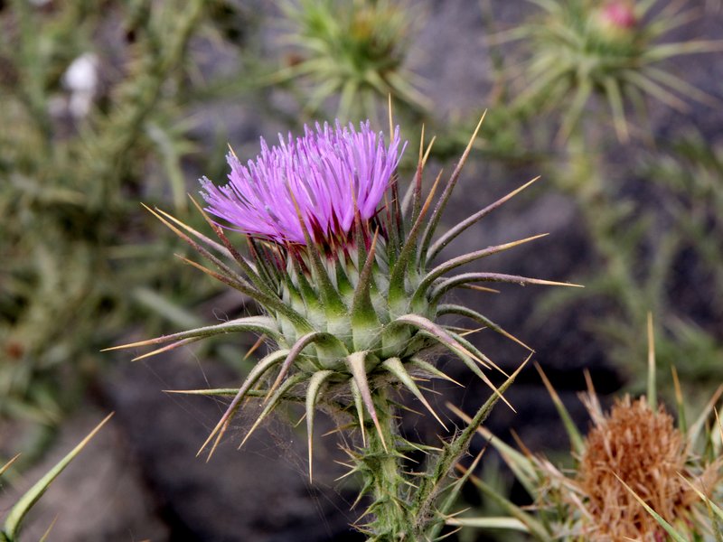 Nodding Plumeless Thistle photo 4