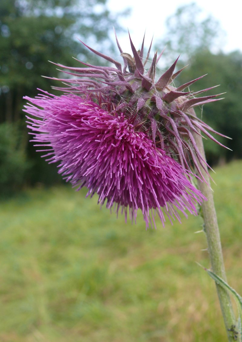 Nodding Plumeless Thistle photo 5
