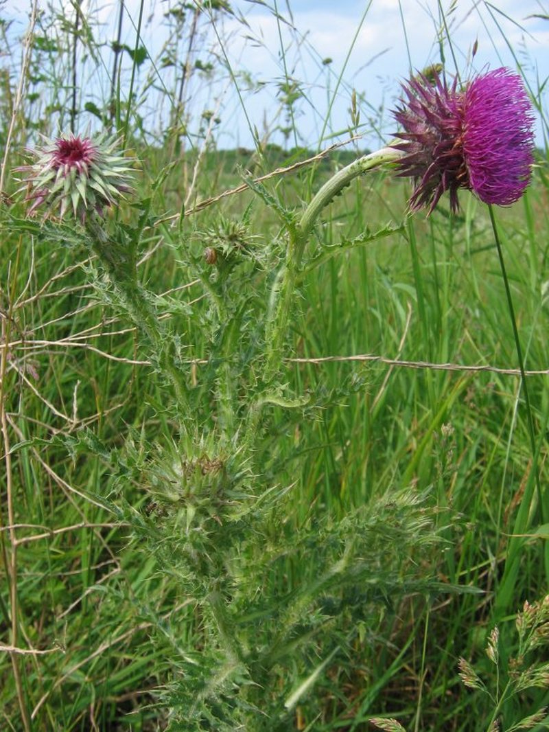 Nodding Plumeless Thistle photo 6