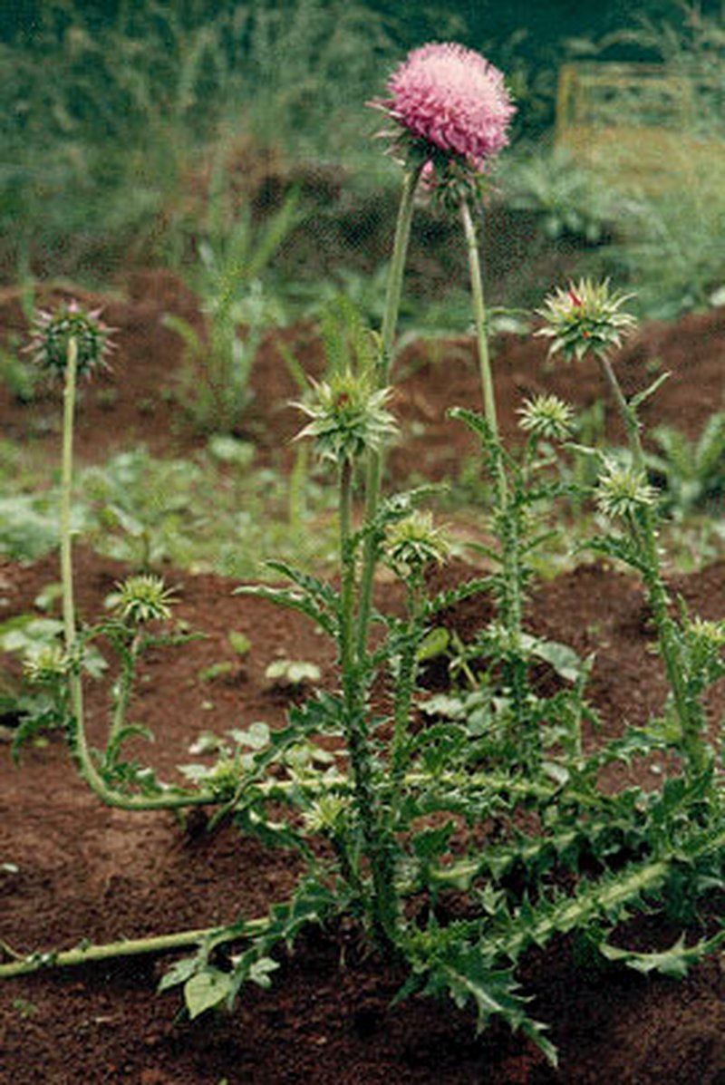 Nodding Plumeless Thistle photo 7