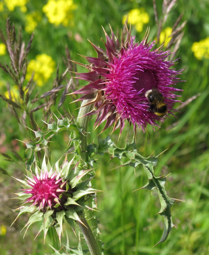 Nodding Plumeless Thistle photo 8