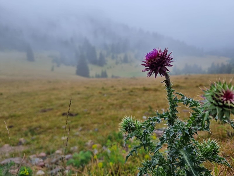 Nodding Plumeless Thistle