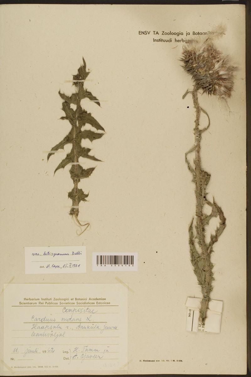 Carduus nutans subsp. alpicola