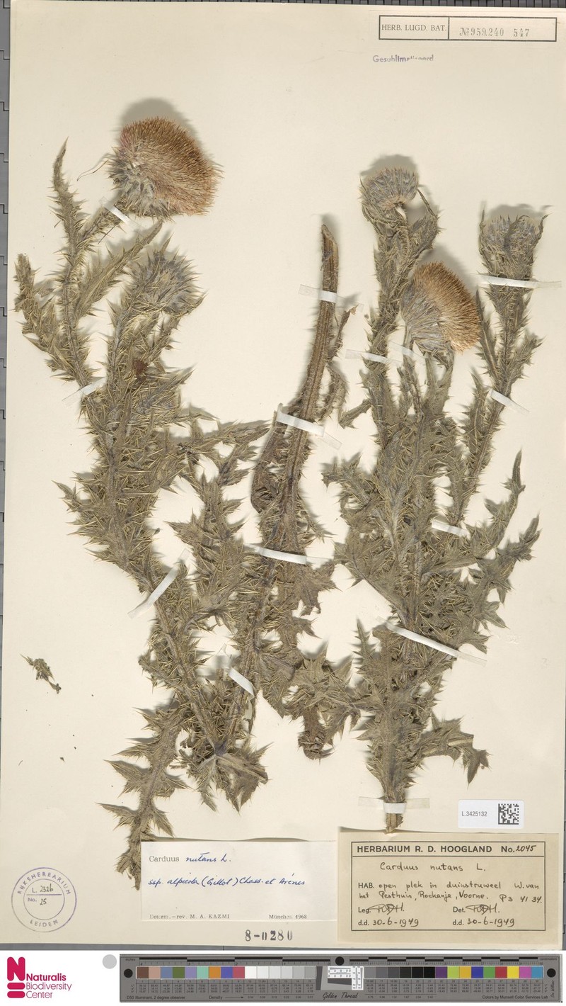 Carduus nutans subsp. alpicola photo 2