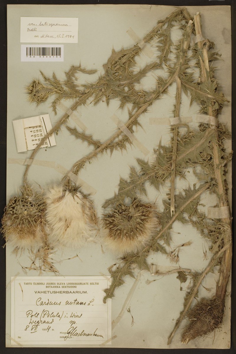 Carduus nutans subsp. alpicola photo 3