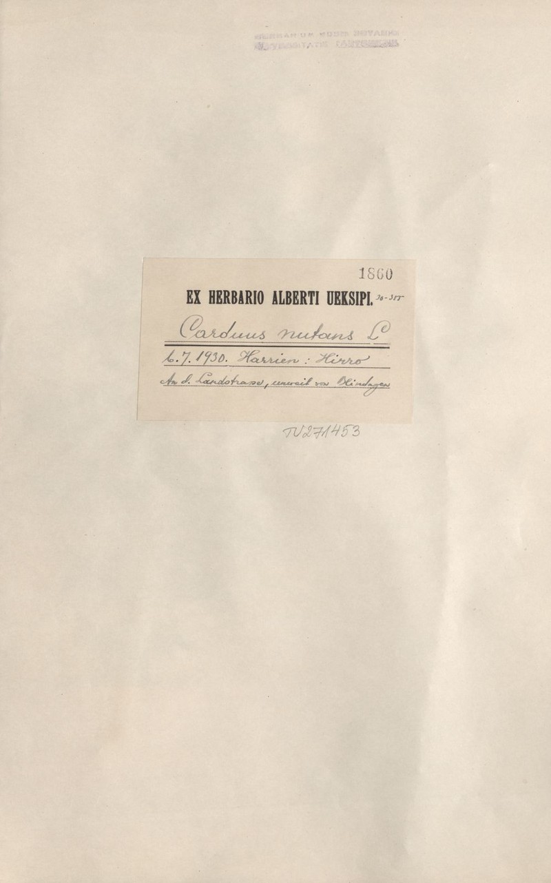 Carduus nutans subsp. alpicola photo 4