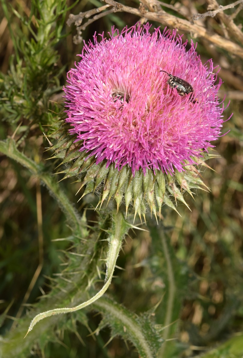 Carduus nutans subsp. granatensis photo 2