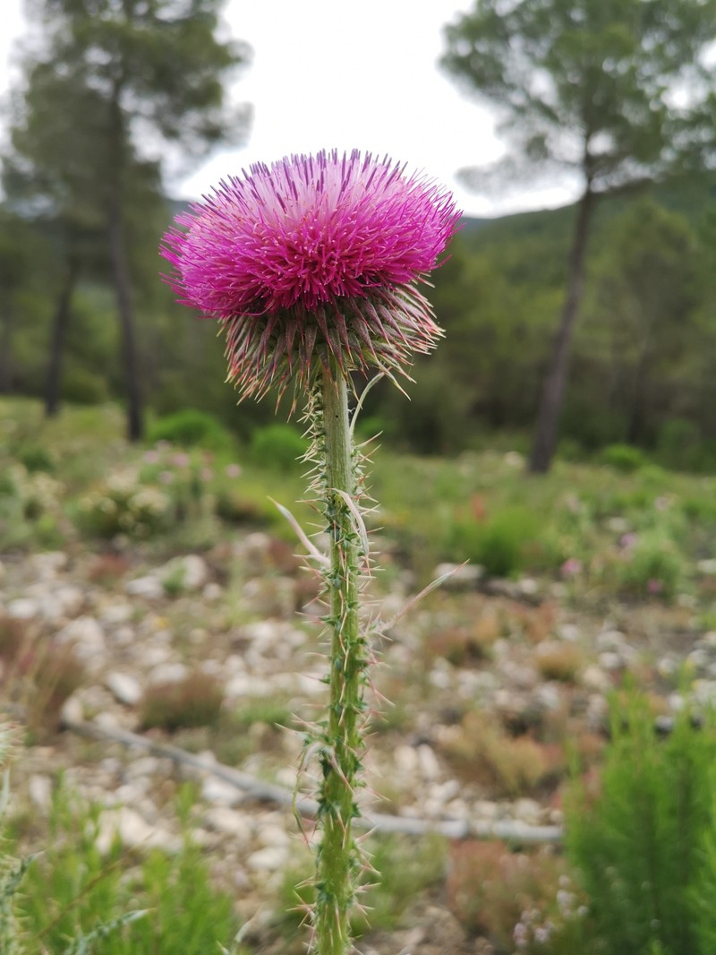 Carduus nutans subsp. granatensis photo 3