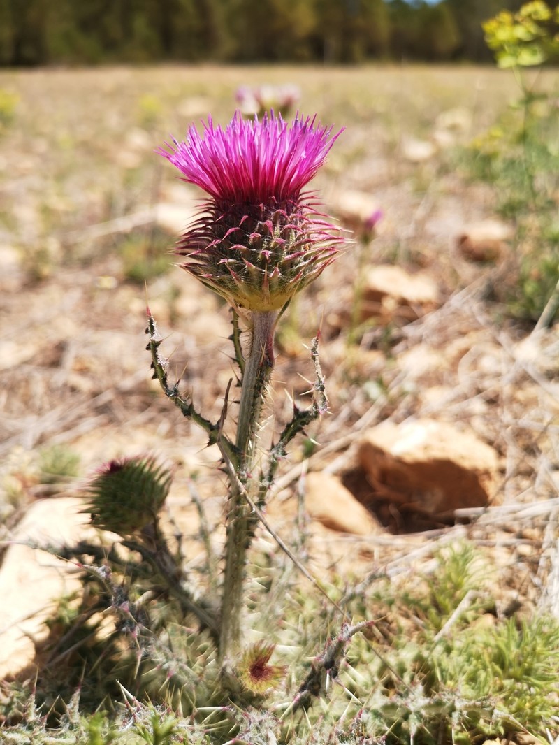 Carduus nutans subsp. granatensis photo 4