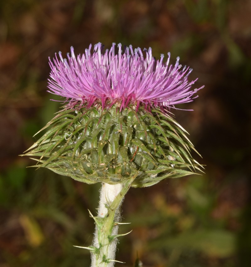 Carduus nutans subsp. granatensis photo 5