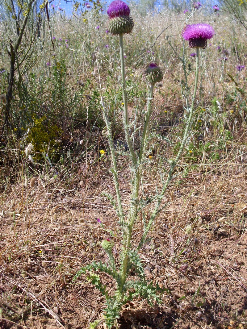Carduus nutans subsp. granatensis