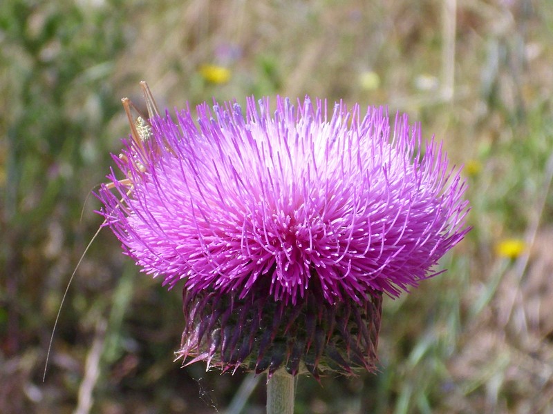 Carduus nutans subsp. granatensis photo 6