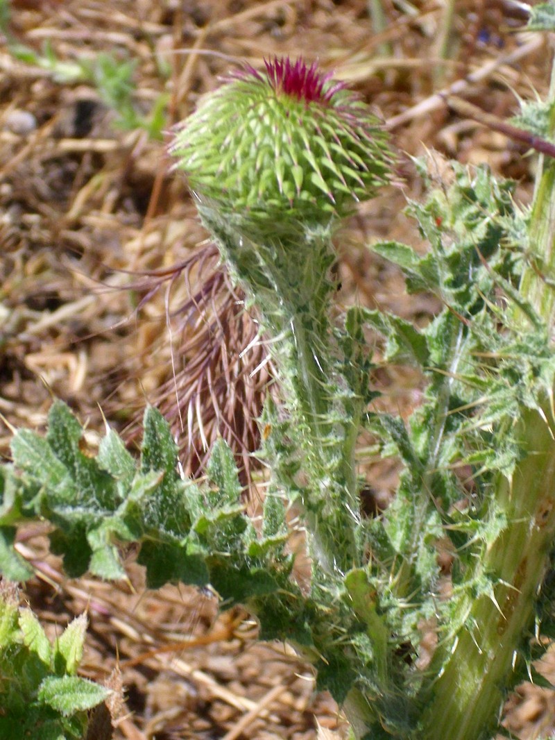Carduus nutans subsp. granatensis photo 7