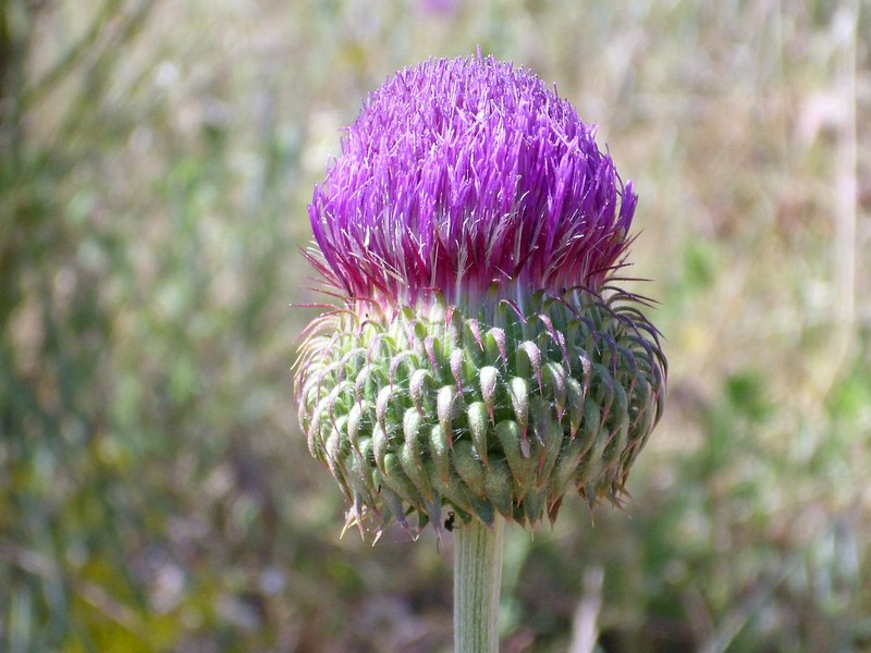 Carduus nutans subsp. granatensis photo 8