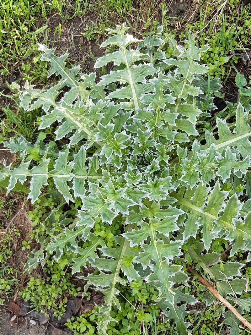 Carduus nutans subsp. leiophyllus photo 3
