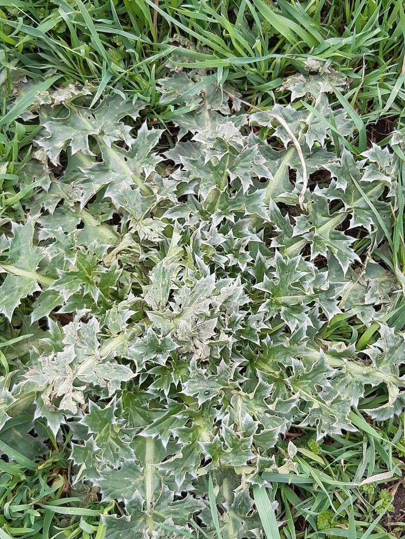 Carduus nutans subsp. leiophyllus photo 4