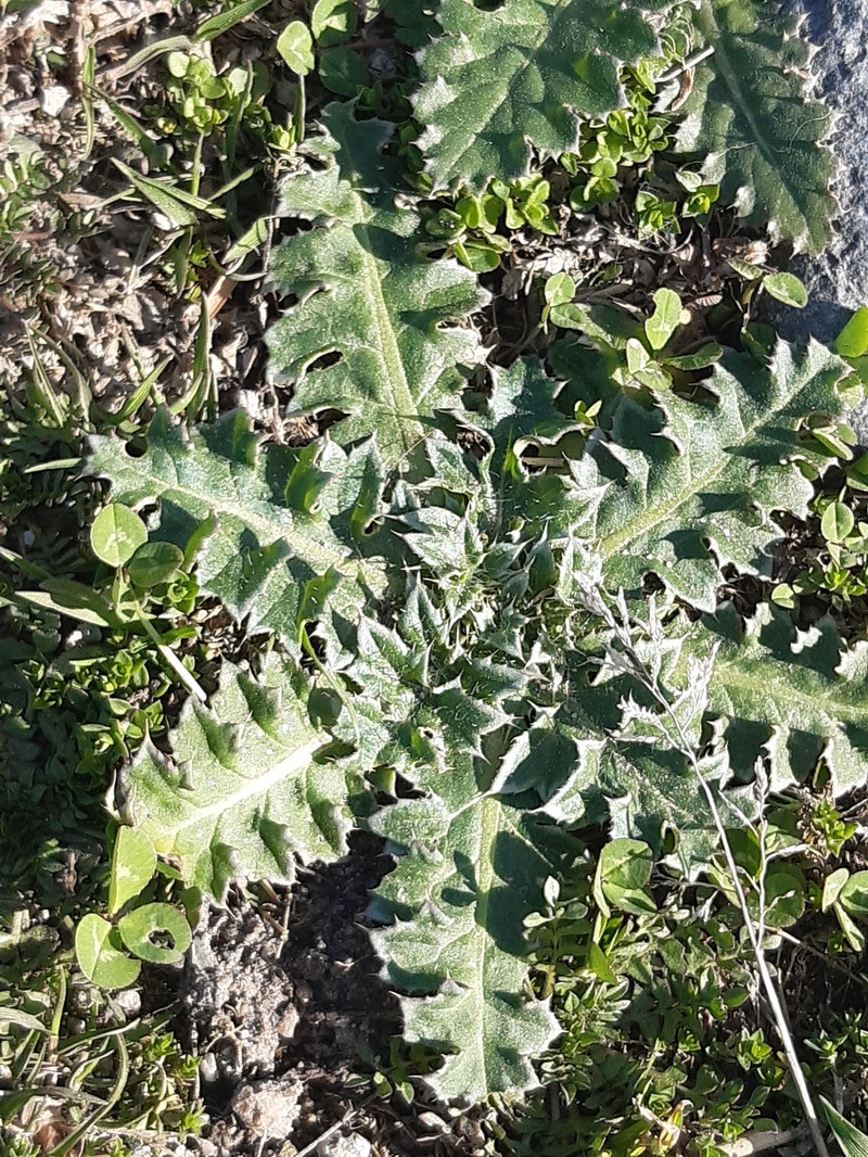 Carduus nutans subsp. leiophyllus photo 5