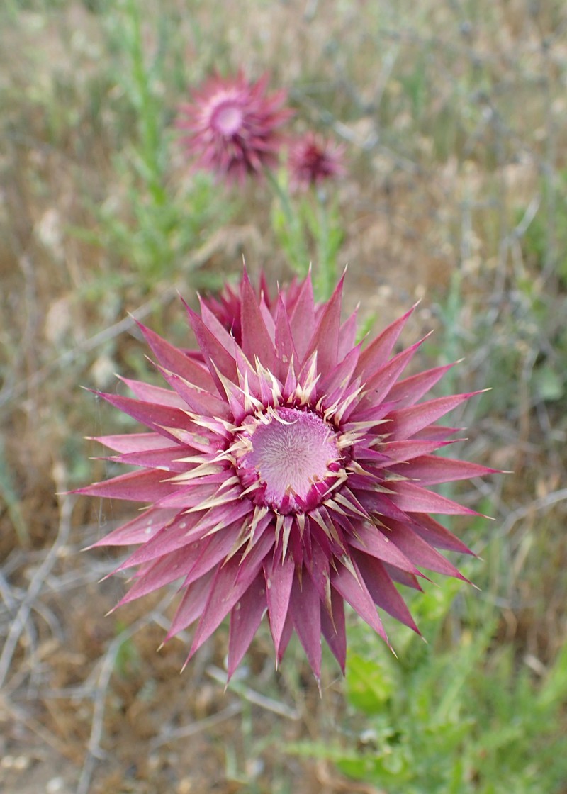 Carduus nutans subsp. leiophyllus
