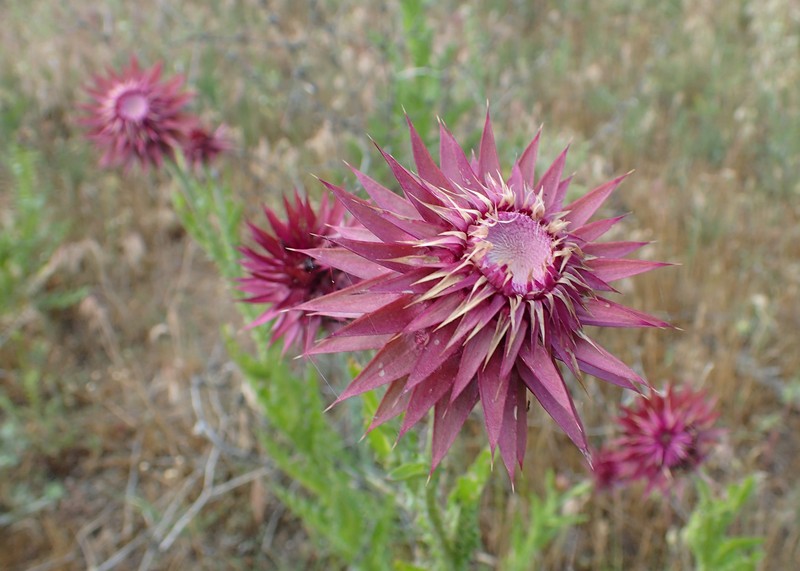 Carduus nutans subsp. leiophyllus photo 6