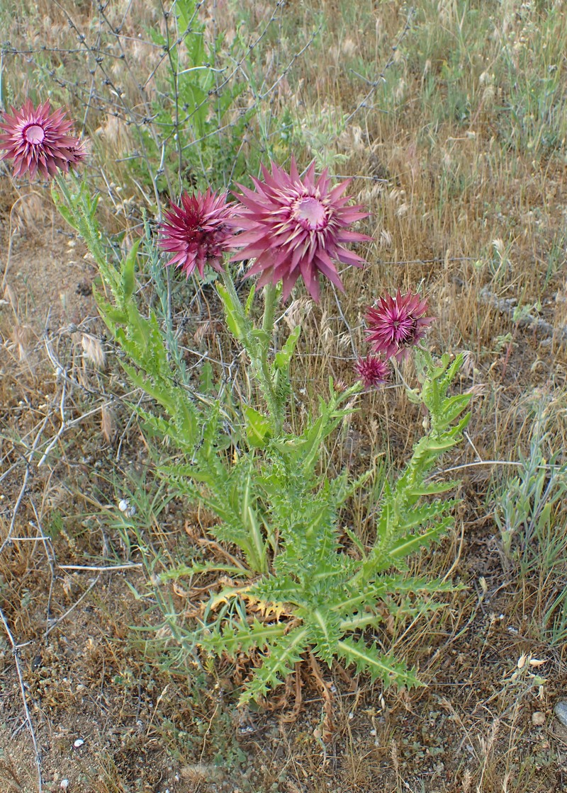 Carduus nutans subsp. leiophyllus photo 7