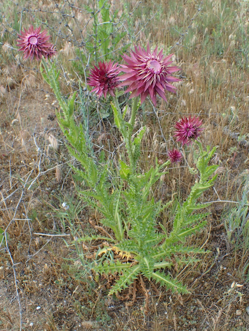 Carduus nutans subsp. leiophyllus photo 8