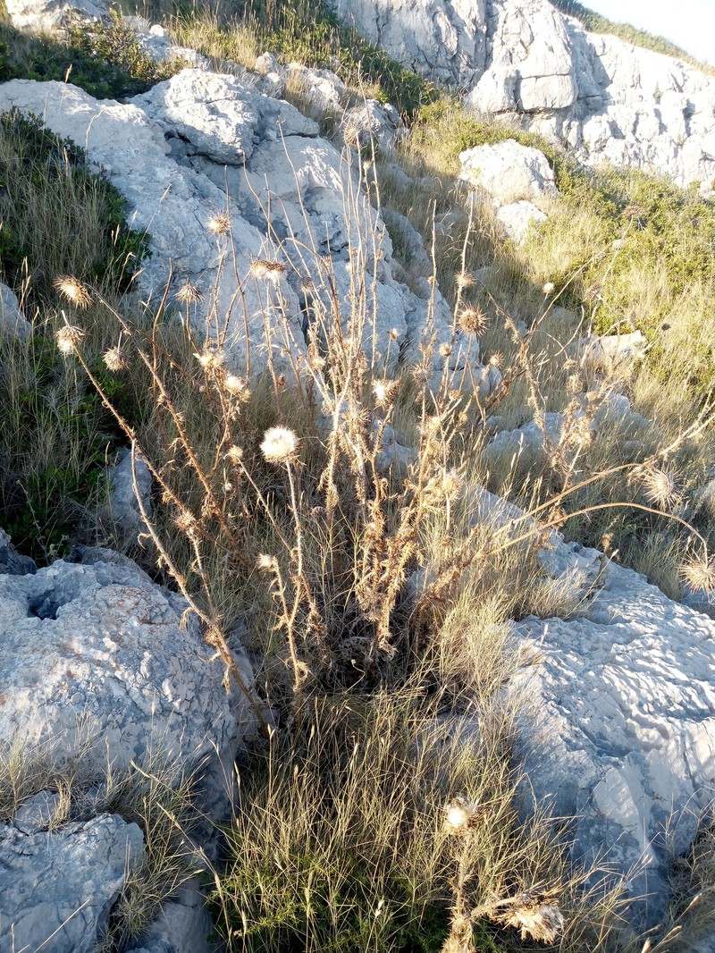 Carduus nutans subsp. micropterus photo 2