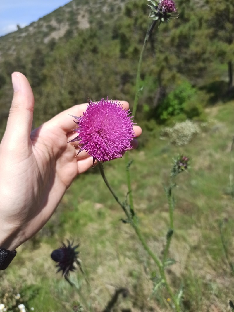 Carduus nutans subsp. nutans