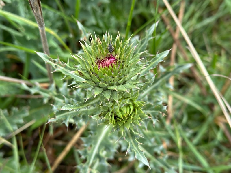 Carduus nutans subsp. nutans photo 2