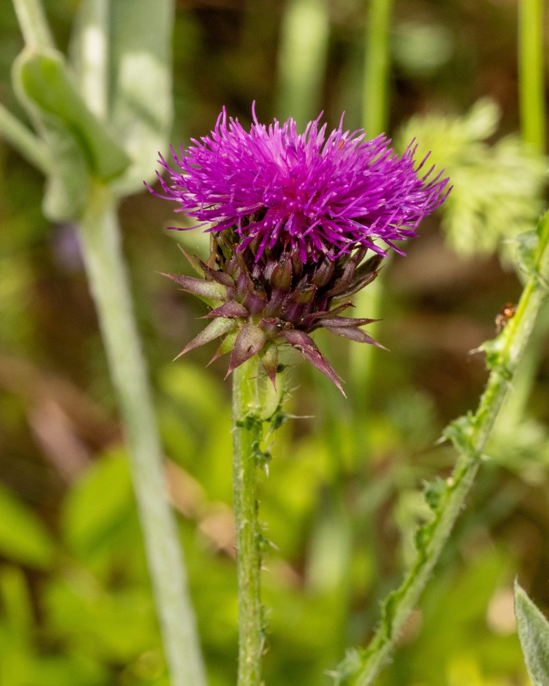 Carduus nutans subsp. platylepis