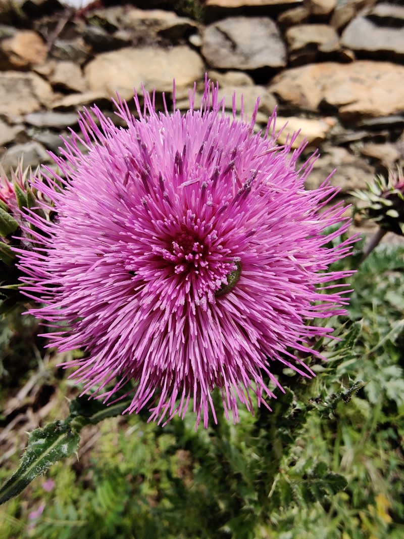 Carduus nutans subsp. platylepis photo 2