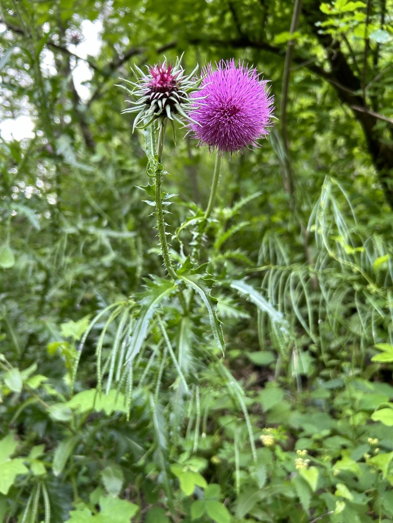 Carduus nutans subsp. platylepis photo 3