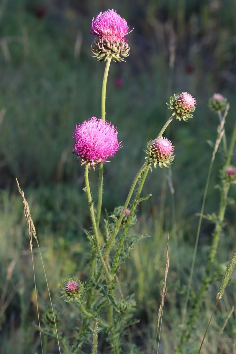 Carduus nutans subsp. platylepis photo 4