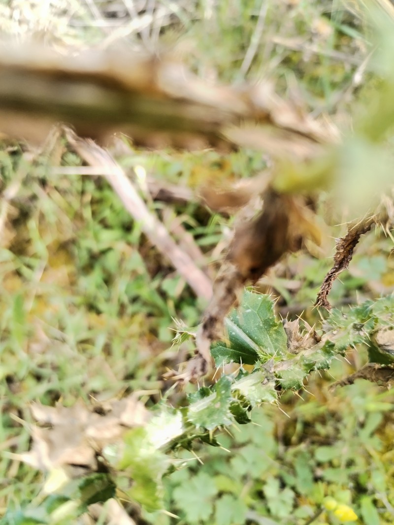 Carduus nutans subsp. platypus photo 4
