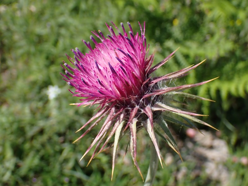 Carduus nutans subsp. siculus