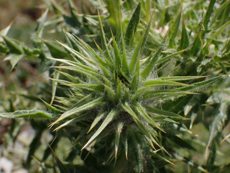 Carduus nutans subsp. siculus photo 2