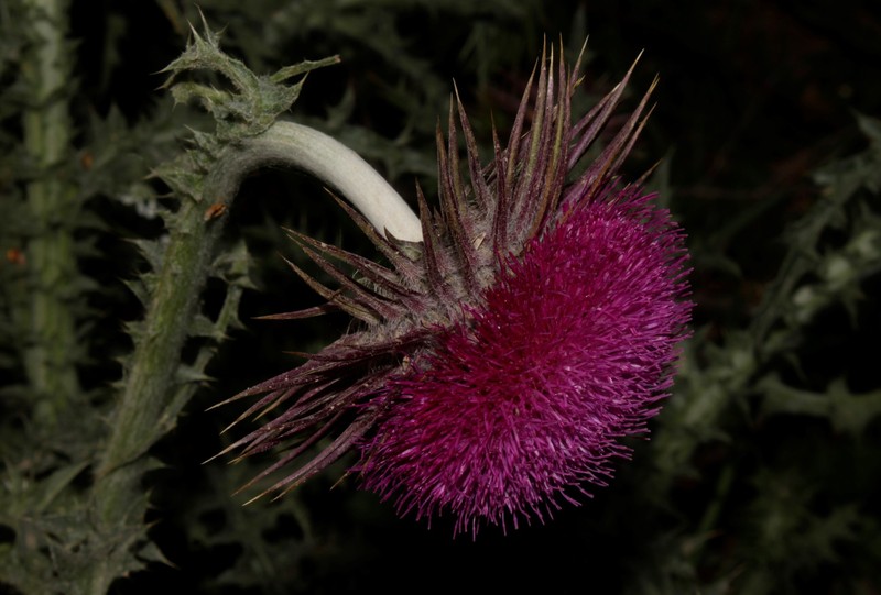 Carduus nutans subsp. taygeteus