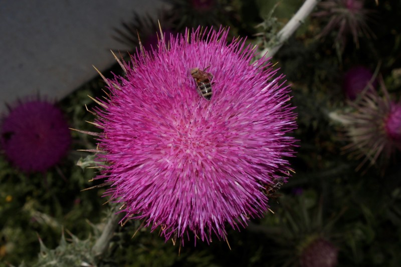 Carduus nutans subsp. taygeteus photo 2