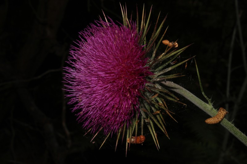 Carduus nutans subsp. taygeteus photo 3