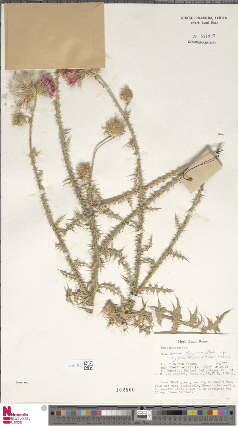 Carduus olympicus photo 2