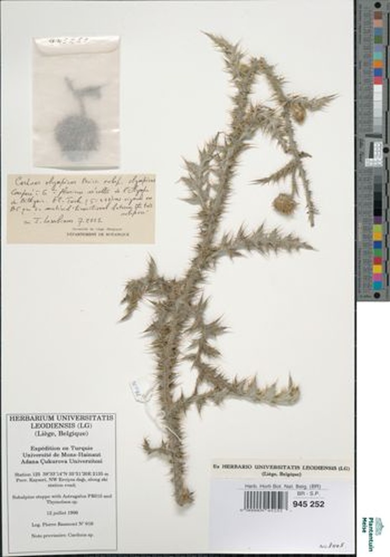 Carduus olympicus subsp. olympicus