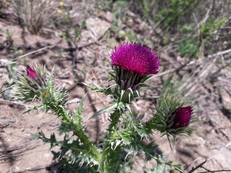 Carduus onopordioides